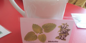 Kouzlo bylinek - 1620156213_IMG_20210426_100516.jpg