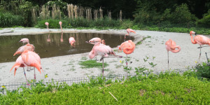 Školní výlet do ZOO Ostrava 30.5. - 1654075313_IMG_20220530_122945.jpg