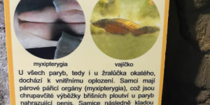 Školní výlet do ZOO Ostrava 30.5. - 1654075668_IMG_20220530_104849.jpg