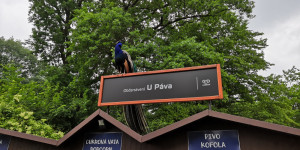 Školní výlet do ZOO Ostrava 30.5. - 1654075880_IMG_20220530_094739.jpg