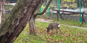 Záchranná stanice Bartošovice - 2. třída - 1732015367_IMG_8324.jpeg