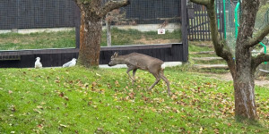 Záchranná stanice Bartošovice - 2. třída - 1732015367_IMG_8325.jpeg