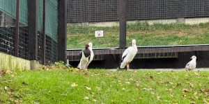 Záchranná stanice Bartošovice - 2. třída - 1732015367_IMG_8326.jpeg