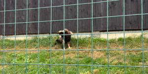 Záchranná stanice Bartošovice - 2. třída - 1732015368_IMG_8330.jpeg
