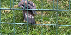 Záchranná stanice Bartošovice - 2. třída - 1732015369_IMG_8333.jpeg