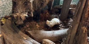 Záchranná stanice Bartošovice - 2. třída - 1732015375_IMG_8362.jpeg