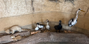 Záchranná stanice Bartošovice - 2. třída - 1732015376_IMG_8363.jpeg