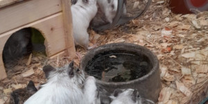 Návštěva mini ZOO - 1745496632_1000000747.jpg