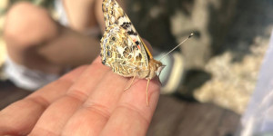 Vypouštění motýlků - 1749642597_872d5c73-a485-40b0-940e-6659ee7e078e.jpg